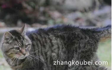 世界上最长寿的猫，活了39岁，相当于人类172岁高龄