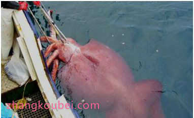 世界上最大的鱿鱼 大王酸浆鱿身长10米却不可食用