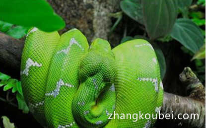 世界上最美的蛇，翡翠蟒全身呈鲜亮的翡翠绿色
