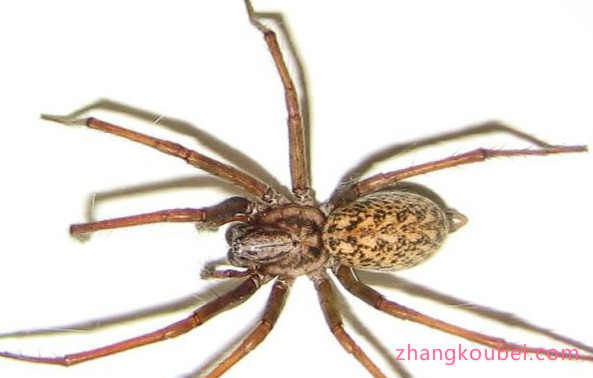 世界十大最毒蜘蛛 有种蜘蛛你经常能见到