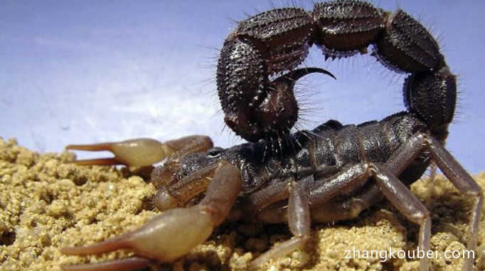 世界上最毒的动物 细数最毒的七种蝎子