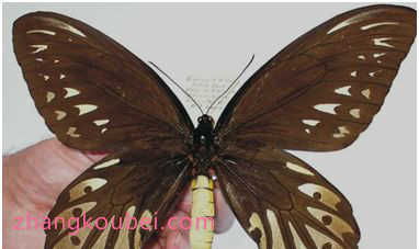 世界上最大的蝴蝶 亚历山大鸟翼凤蝶双翅展开达31厘米