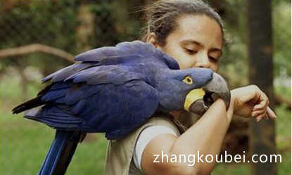 世界上最大的鹦鹉，紫蓝金刚鹦鹉体长超过1米，身价高达1万美元