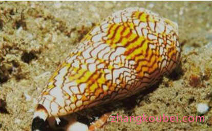 世界上最毒的海螺，鸡心螺的毒液能致10人死亡